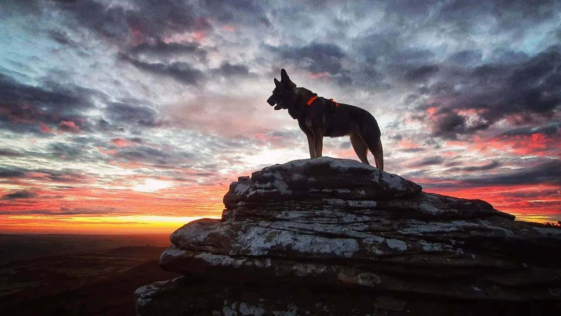 Army Dog Centre K9 unit in active security operation across Pakistan