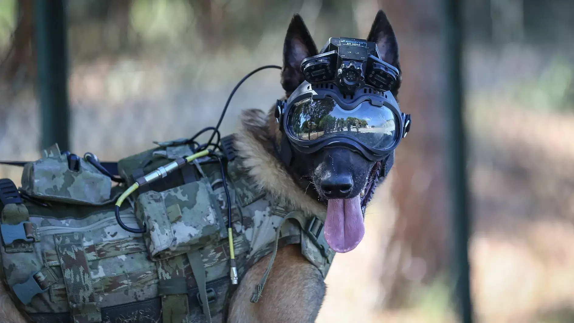Army Dog Centre Pakistan - Who We Are, elite K9 training facility
