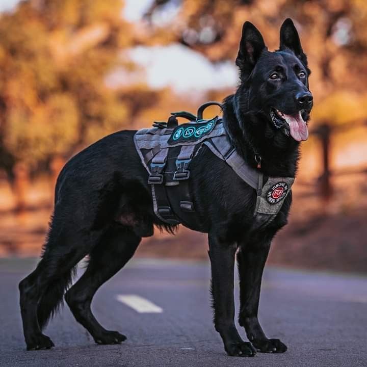 Military trained Army Dog Centre K9 unit ready for security deployment