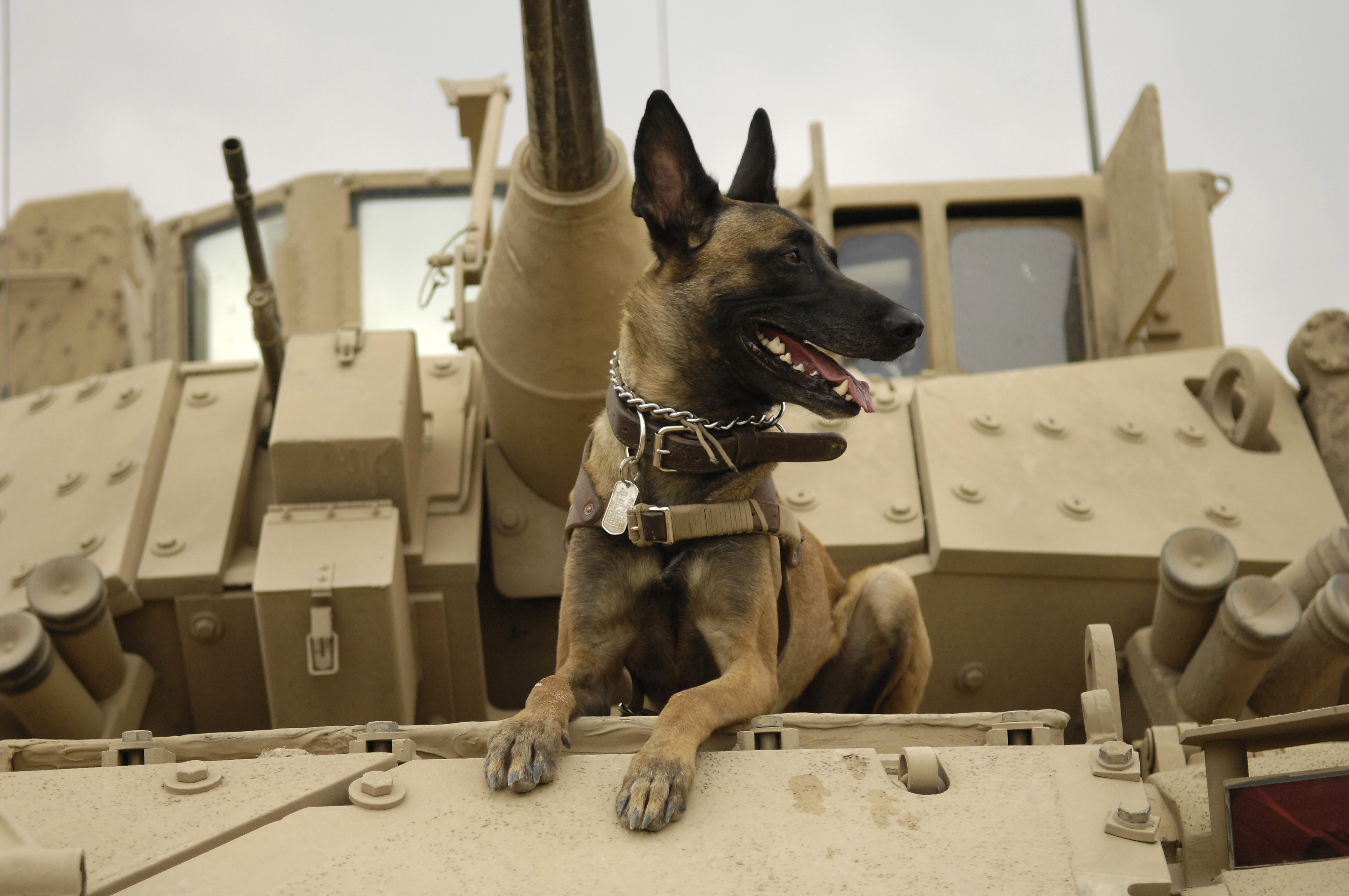 Military dog in training session